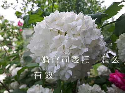 離婚官司委托書怎么寫(離婚委托書怎么寫才有效)