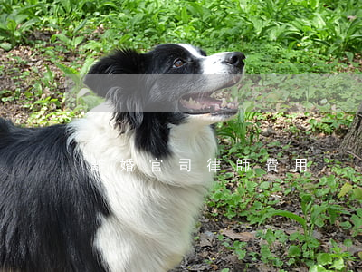 離婚官司律師費用 離婚官司律師費用
