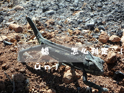 離婚寶寶怎么判定標(biāo)準(zhǔn)