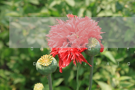 離婚已經(jīng)申請(qǐng)了夠一個(gè)月了(離婚要一個(gè)月)