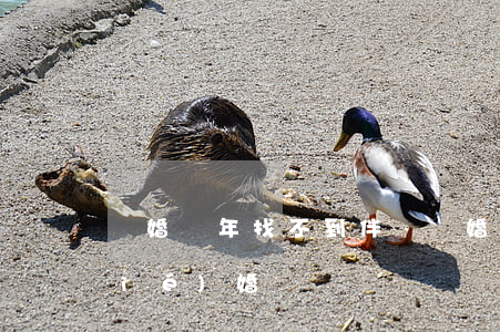 離婚幾年找不到伴侶(離婚了只找伴不結(jié)婚)