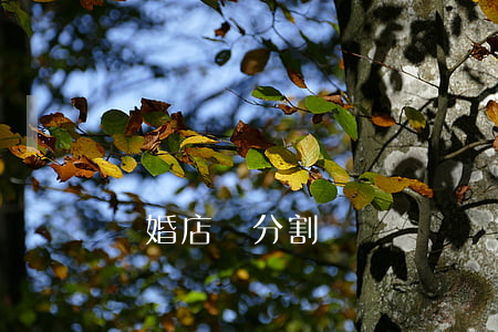 離婚店鋪分割