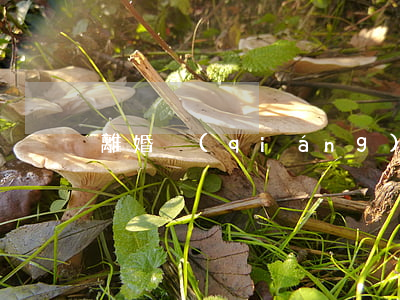 離婚強(qiáng)奸案