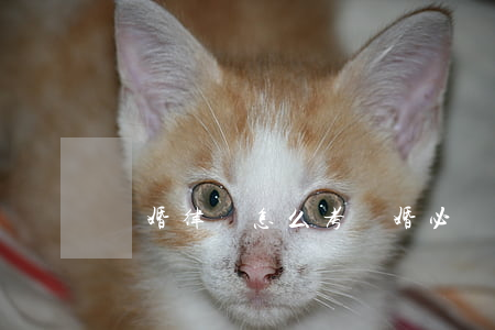離婚律師怎么考(離婚必須找律師嗎)