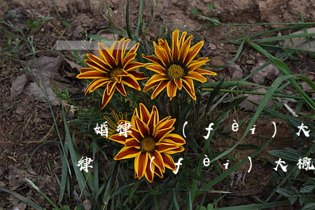 離婚律師費(fèi)大概需要多少錢(離婚律師費(fèi)大概需要多少錢)