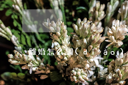離婚怎么調(diào)解