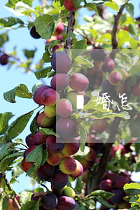 離婚怎么離的