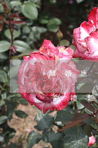 離婚應(yīng)不應(yīng)該要彩禮(離婚彩禮錢法律是如何規(guī)定的)