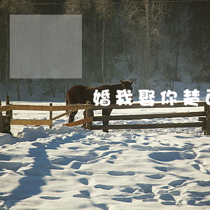離婚我娶你楚西航