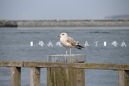 離婚我魂都不在了(離婚我魂都不在了)