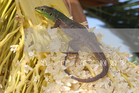 離婚戶口還能遷回娘家嗎(離婚戶口還能遷回娘家嗎)