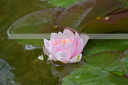 離婚房子買賣過戶