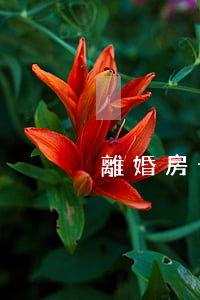 離婚房子過戶費最低怎么辦