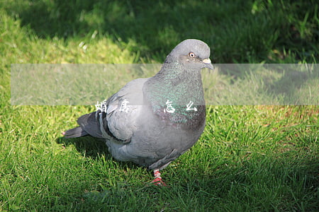 離婚房貸怎么辦