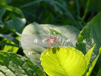 離婚打架會影響孩子嗎(離婚吵架哪個對孩子影響大)