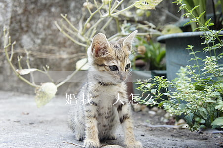 離婚找傭人怎么辦
