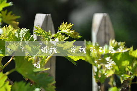 離婚找對方找不到怎么辦(找不到對方如何離婚)