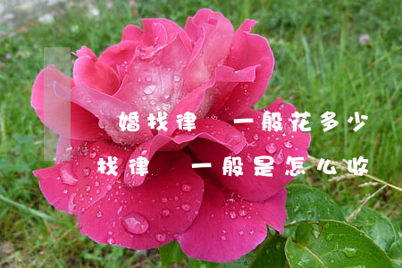 離婚找律師一般花多少費(fèi)用(離婚找律師一般是怎么收費(fèi)的)