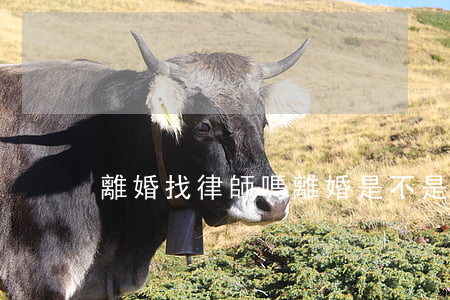 離婚找律師嗎(離婚是不是一定要找律師)
