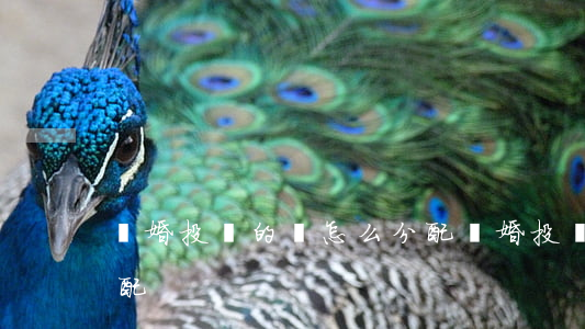 離婚投資的錢怎么分配(離婚投資的錢怎么分配)