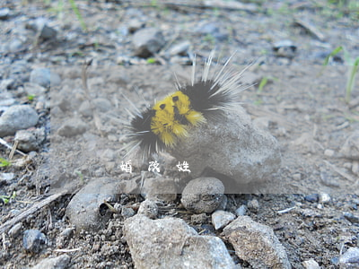 離婚   改姓