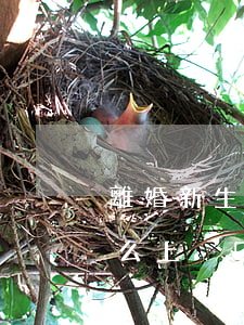 離婚新生兒如何上戶口(父母離婚了新生兒怎么上戶口)