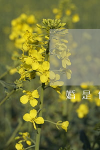 離婚是什么生肖