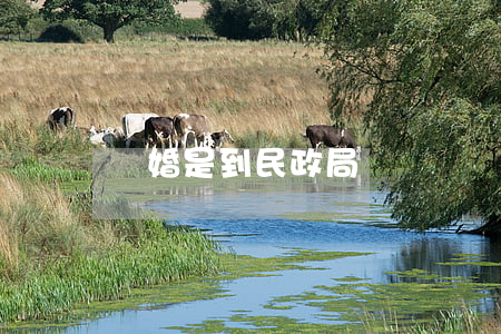 離婚是到民政局辦嗎