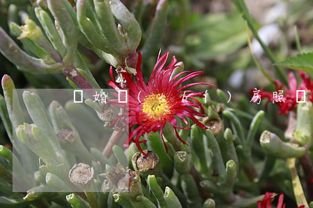 離婚時(shí)房照丟了怎么辦