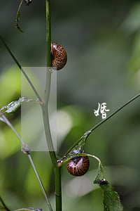 離婚時有在供的房子怎么辦