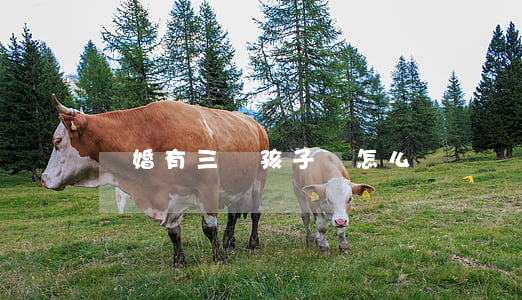 離婚有三個孩子該怎么辦