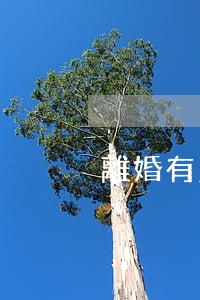 離婚有免費的律師嗎(離婚律師 收費)