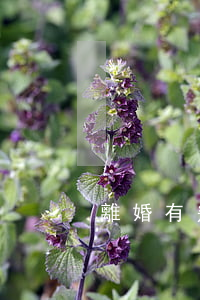 離婚有幾種 離婚有幾種