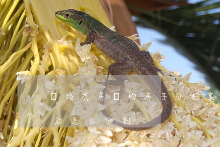 離婚有房貸的房子分割案例(貸款的房子離婚后怎么分割)
