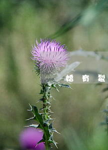 離婚有裂痕怎么辦