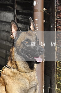 離婚析產(chǎn)手續(xù)費