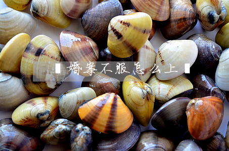 離婚案不服怎么上訴