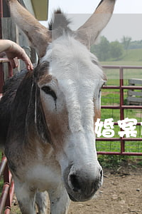 離婚案件事實(shí)