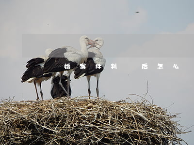 離婚案件判決后怎么辦(離婚案件一般多久判決)