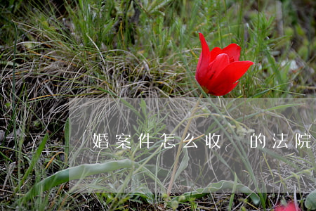 離婚案件怎么收費的(法院離婚案收費多少)