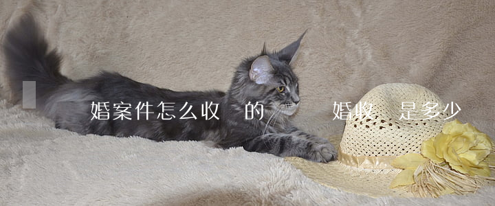 離婚案件怎么收費的(訴訟離婚收費是多少?)
