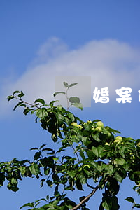 離婚案件立案后的流程(離婚案件審判流程)