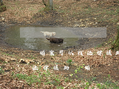 離婚案可以找法律援助嗎(什么情況可以申請法律援助 離婚)