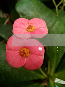 離婚沒(méi)離家算離婚嗎