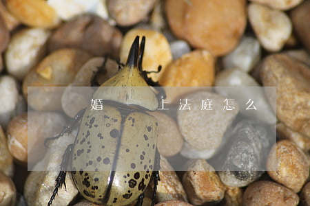 離婚沒錢上法庭怎么辦