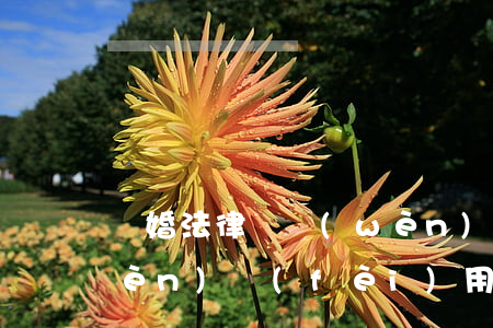 離婚法律顧問(wèn)(離婚法律顧問(wèn)費(fèi)用)