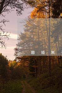 離婚無子無財產(chǎn)糾紛