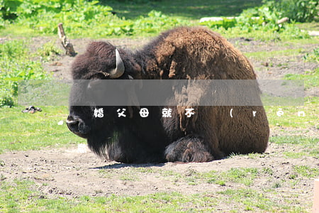 離婚父母就不認(rèn)了(離婚父母不同意)