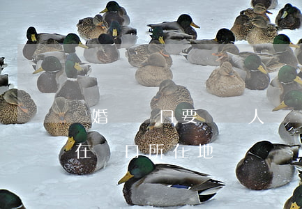 離婚牽戶口要兩個人嗎(兩個人要離婚必須要在戶口所在地嗎)