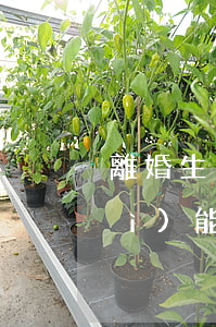 離婚生了小孩又沒有經(jīng)濟(jì)能撫養(yǎng)(我離婚時(shí)沒要孩子撫養(yǎng)權(quán)現(xiàn)在要可以嗎?)